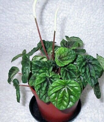 Peperomia - Emerald Green Ripple Peperomia