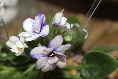 African Violet Rob's Loose Noodle Miniature  2