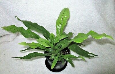 Crocodile Fern - (Microsorium musifolium ‘Crocydyllus’)