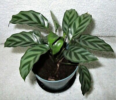 Calathea FREDDIE - 4