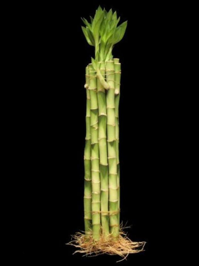 10 Stalks Of 14 Inch Straight Lucky Bamboo For Feng Shui Or Gifts (FREE SHIPPING
