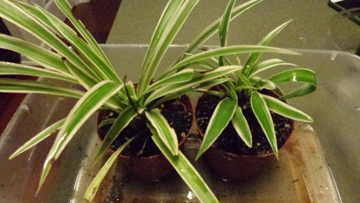 Two Live Spider Plants