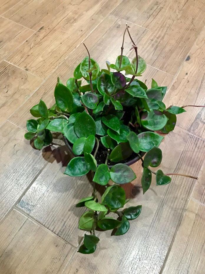 8” Hoya Carnosa Chelsea Wax plant