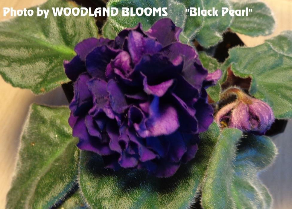 African Violet Starter Plant BLACK PEARL (EK Chernaia Zhemchuzhina)