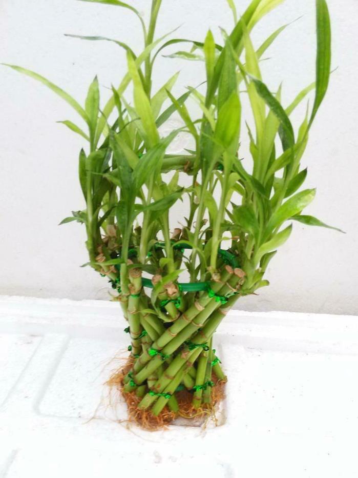 Basket Shaped Lucky Bamboo Plant (FREE SHIPPING)