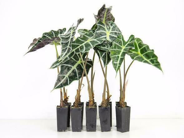 Alocasia Plant - 1-3 rooted Leaf cutting - USA Grown & Shipped!!