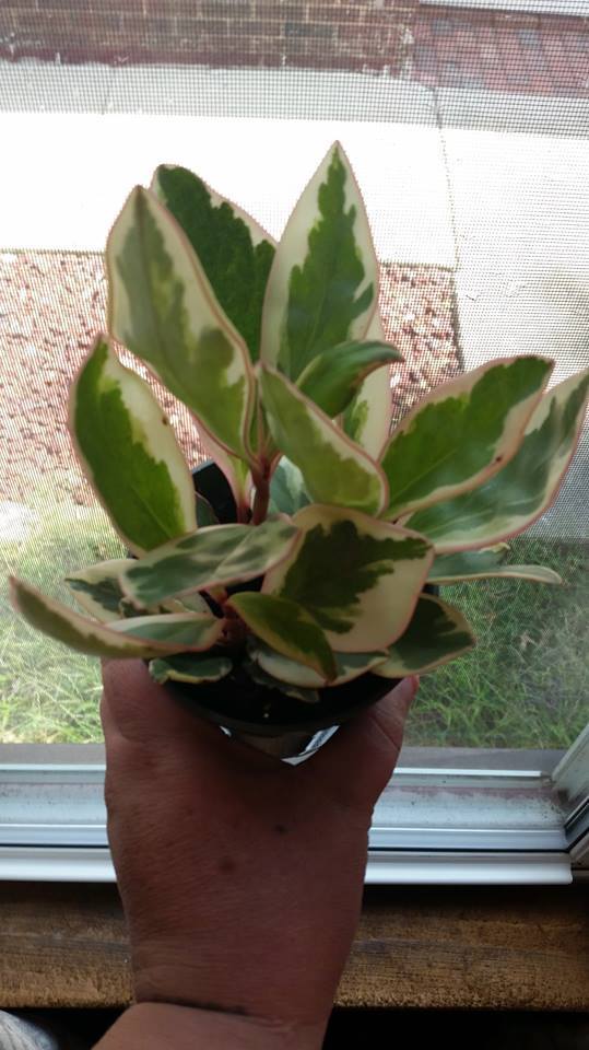 Tricolor Prayer Plant Live Stromanthe Triostar Easy to Grow Indoor 4