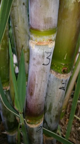 20 SUGARCANE PLANT NODES from cuttings  $13 - **USPS SHIPPING**