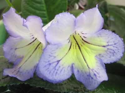 Streptocarpus Noreen