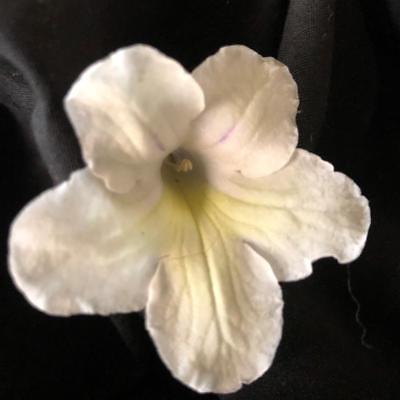 Streptocarpus Neil's Full Moon (New)