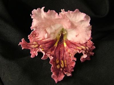 Streptocarpus  Cynamon