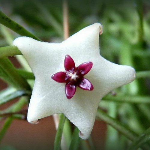 Hoya Retusa house plant x1 pot 4