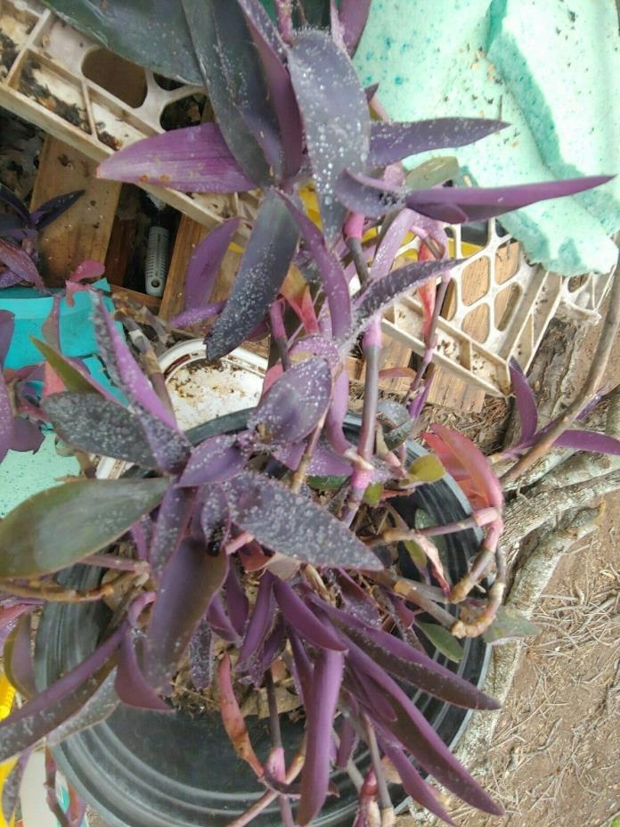 Purple Heart Wandering Jew 3