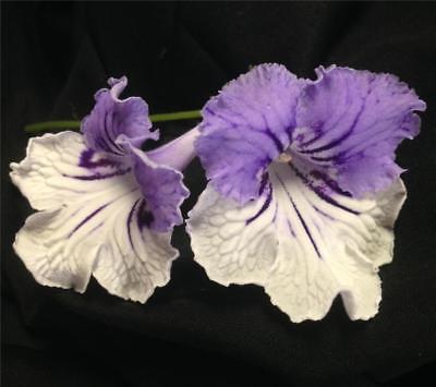 Streptocarpus Neil's Winona