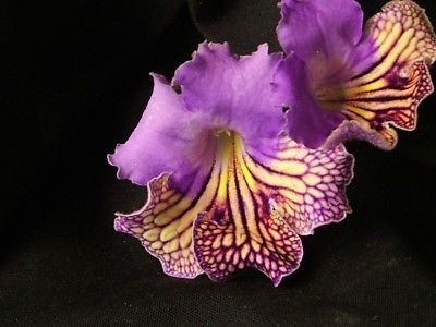 Streptocarpus Neil's Minnehaha