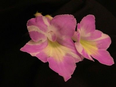 Streptocarpus Neil's Miss Thing