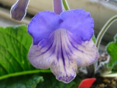 Streptocarpus Neil's Windsor