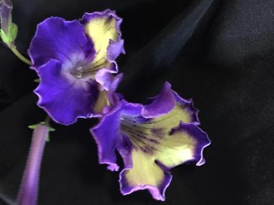 Streptocarpus Neil's Canadian Goose  (New)