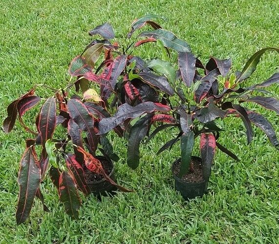 Croton Codiaeum variegatum stoplight live house plant 1 gal