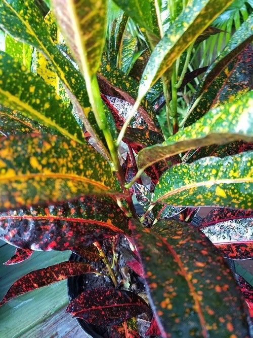 Croton Codiaeum variegatum freckles live house plant