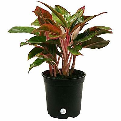 Siam Trees Aglaonema Chinese Evergreen Live Indoor Tabletop Plant 6-Inch Grower