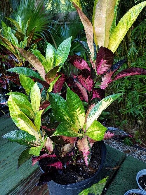 Croton Codiaeum variegatum Iceton live house plant