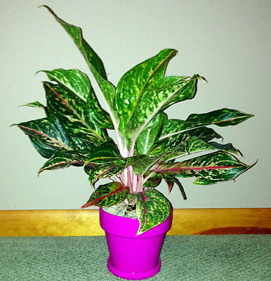 Siam Chinese Evergreen in Hot Pink Ceramic Pot/Saucer with Felt Feet