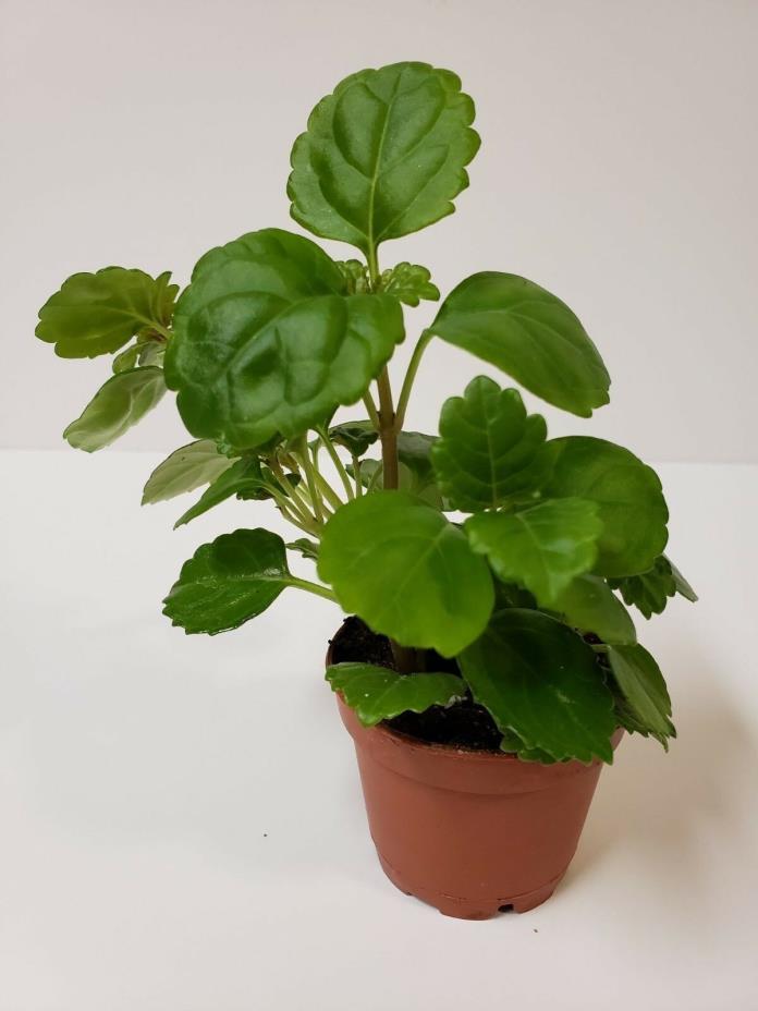 Live Old Fashion Plectranthus Australis Swedish Ivy Healthy 2 Inch Starter