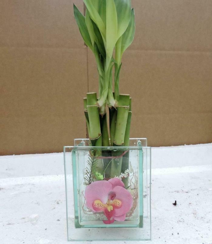 Live 6 Style Lucky Bamboo Plant Arrangement with 3-D Beauty Light Blue Glass Vas