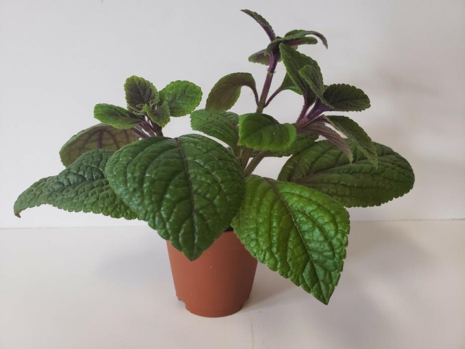 Live Plectranthus Purpuratus Red Purple Trailing Swedish Ivy - Starter Plant