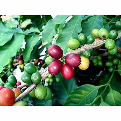 Arabica Trees Coffee Bean Plant - 4