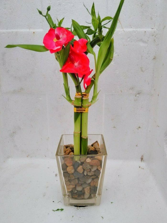 Live Heart Style Lucky Bamboo Arrange w/ Glasses Vase Pebble Silk Orchid (FREE S
