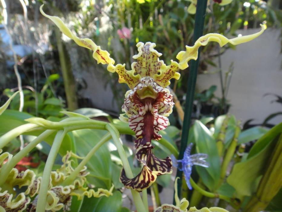 Orchid plants Dendrobium Spectabile Papua & New Guinea species