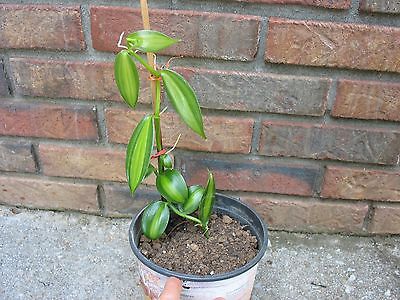 Vanilla planifolia variegata  3'long