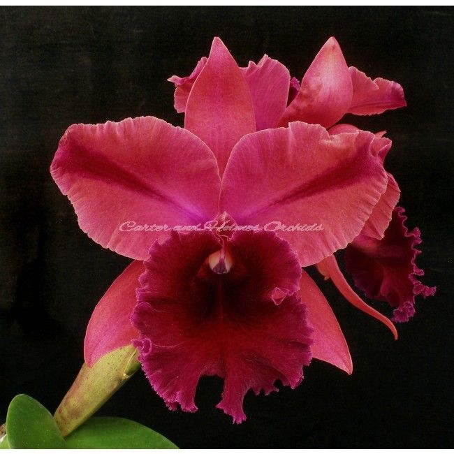 Cattleya Orchid - A PAIR WITH FLARE! A DUO OF NEW CATTLEYA HYBRIDS