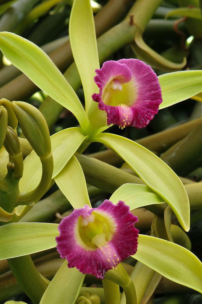 Orchid Plants vanilla Dilloniana **RARE**