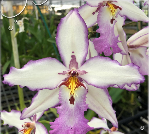 Alcra Donald Halliday 'Smile Eri' White and Purple Orchid Unique