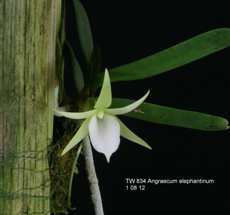 Angraecum elephantinum