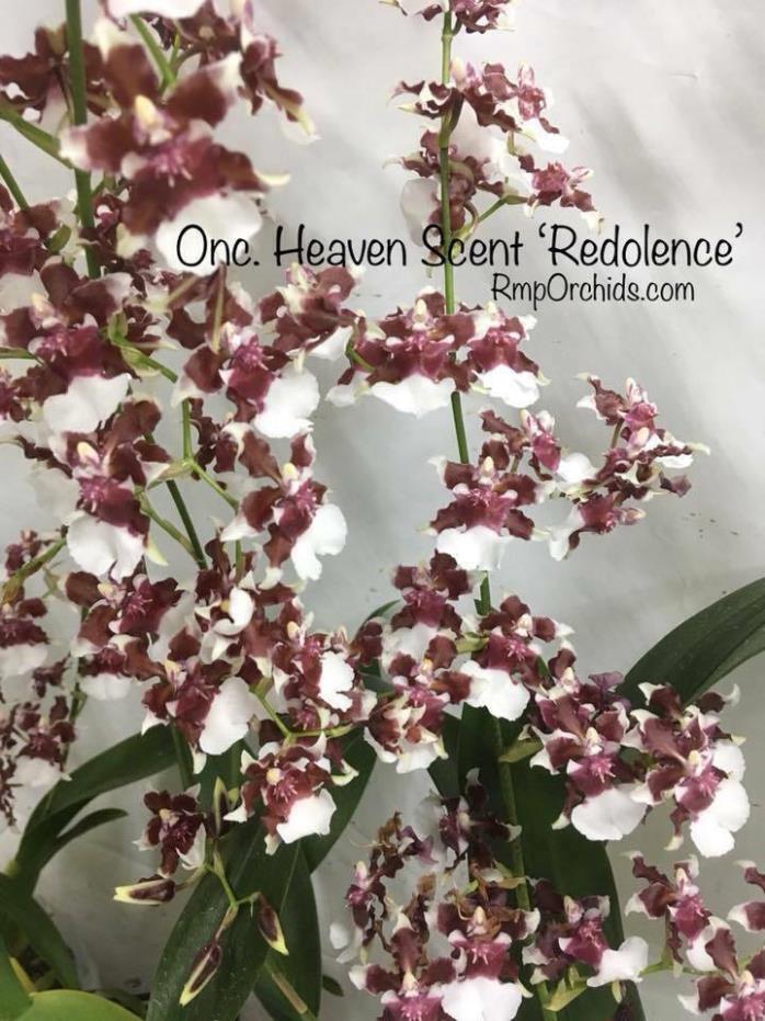 Oncidium Heaven Scent 'Redolence' Fragrant Chocolate Smelling Orchid