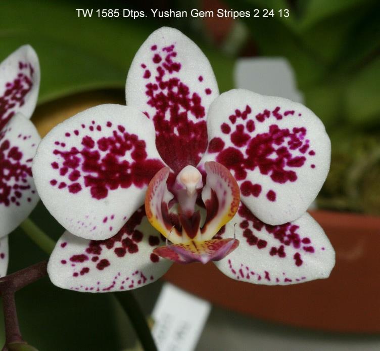 Dtps. Yushan Gem Stripes