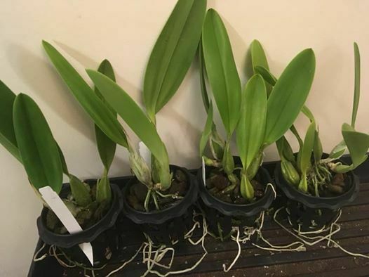 Laelia anceps alba Fragrant Orchid Species