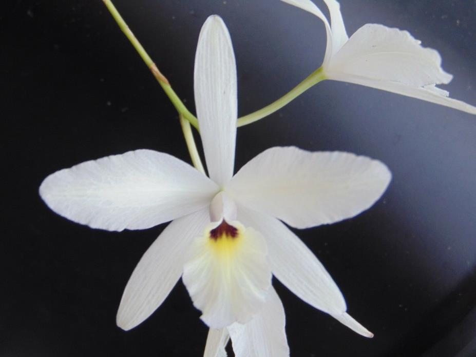 AWESOME Laelia rubescens var. semi-alba Bloom size Mounted NICE SPECIES