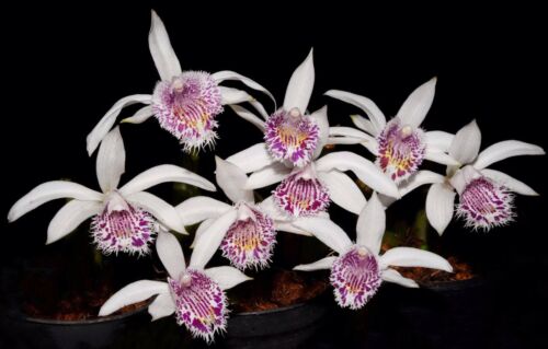 Orchid Species Plant, Pleione humilis var purpurascens