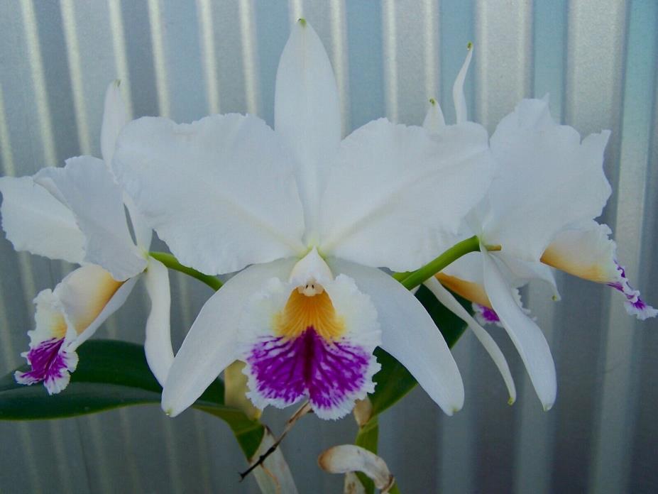 Cattleya jenmanii SEMI-ALBA- HIGHLY SELECT SIB CROSS orchid rare color var FLASK