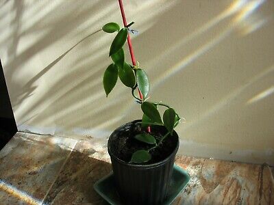 Vanilla planifolia  6