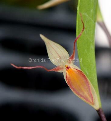 OPW048 Pleurothallis hemirhoda Orchid Species Plant!