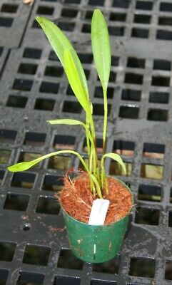 OPW044 Stelis alata species Orchid Plant