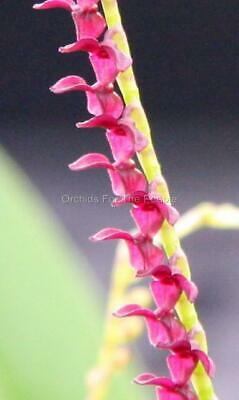 OPW050 Stelis crescentiicola species Orchid Plant