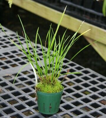 OPW034 Dendrochilum stenophyllum Orchid Plant!