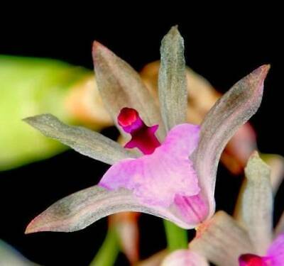 OPW09 Blooming Size Scaphyglottis stellata Species Orchid Plant!